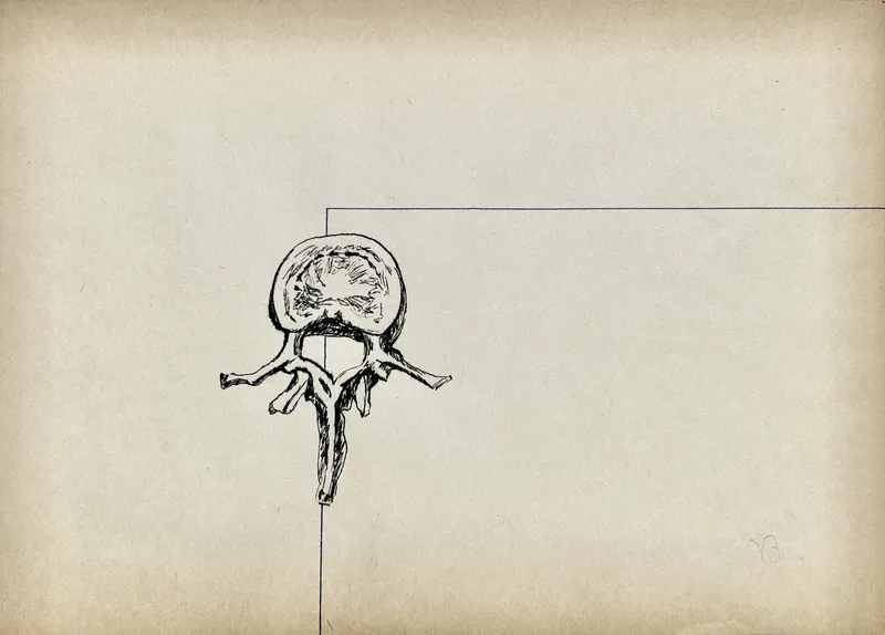 Vertèbre 5, plume et stylo bille sur papier vieilli