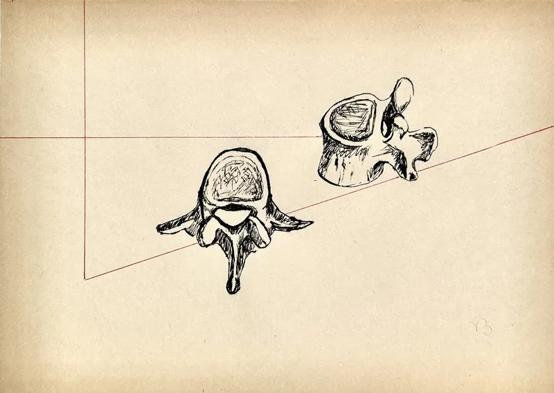 Vertèbre 2, plume et stylo bille sur papier vieilli
