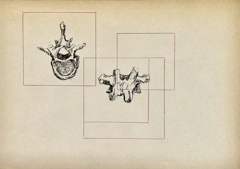 Vertèbre 4, plume et stylo bille sur papier vieilli